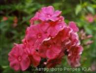 Флокс Божественный