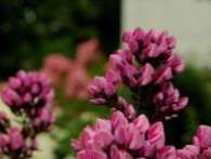 Флокс Бутоник