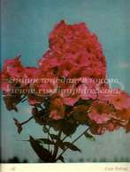 Флокс Кобзарь