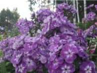 Флокс Ярославские Купола