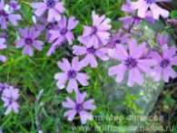 Флокс Ph. subulata Violet Seedling