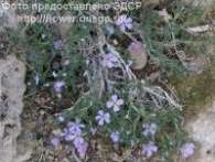 Флокс Ph. alyssifolia