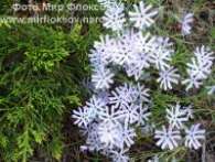Флокс Ph. bifida (Ph. stellaria)