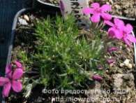 Флокс Ph. douglasii Crackerjack