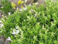 Флокс Ph. speculifolius