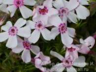 Флокс Ph. subulata Amazing Grace