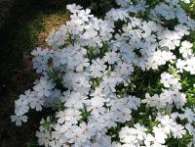 Флокс Ph. subulata Avalanche