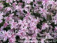 Флокс Ph. subulata Candy Stripes (Mikado)