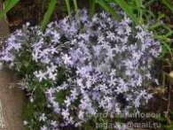 Флокс Ph. subulata G.F.Wilson