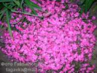 Флокс Ph. subulata McDaniels Cushion