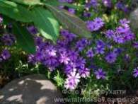 Флокс Ph. subulata Purple Beauty