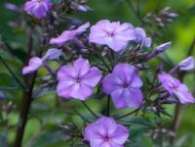 Флокс Blaue Gesine