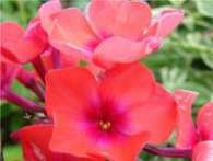 Флокс Coquelicot