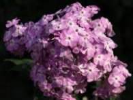 Флокс David’s Lavender