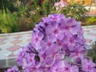 Флокс Ending Blue