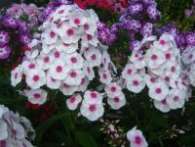 Флокс Euphorion