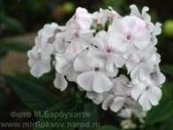 Флокс Elfe