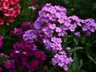 Флокс Hesperis