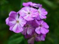 Флокс Freckle Purple Shades
