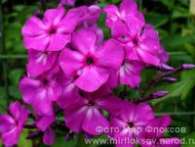 Флокс Gartendirektor Brodersen