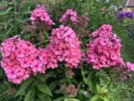 Флокс Light Pink Flame