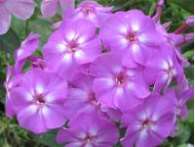 Флокс Lilac Flame