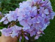 Флокс Lilac Time (Сириус)