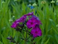 Флокс Iris