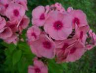 Флокс Jeff`s Pink