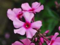 Флокс Oleander