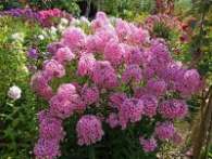 Флокс Miss Pepper