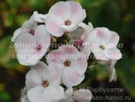 Флокс Mother of Pearl