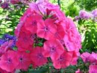 Флокс Pink Attraction