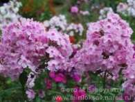 Флокс Sommerbouquet