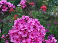 Флокс Sommerfreude