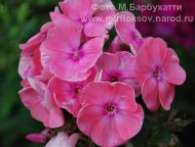Флокс Roselin