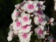 Флокс Rosenauge (Jutta`s Rosenauge)