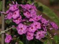 Флокс Victorian Lilac