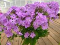 Флокс Violet Flame