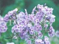 Флокс Violetta Gloriosa